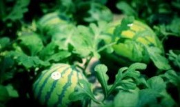 泰国西瓜最新爆料消息